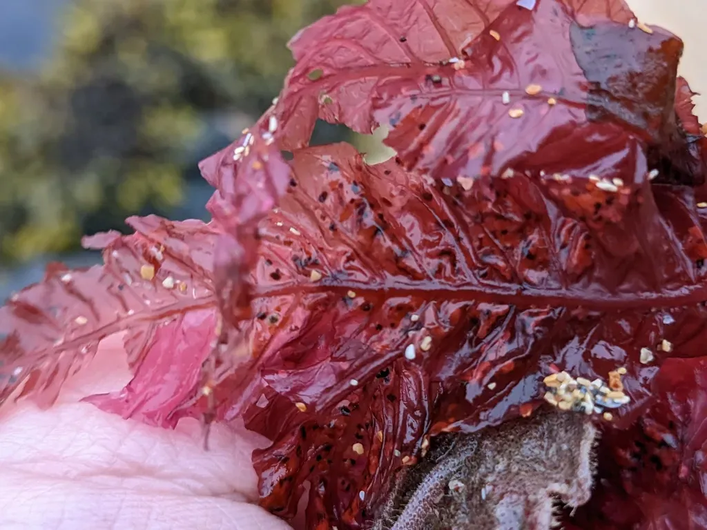 Delesseria Sanguinea