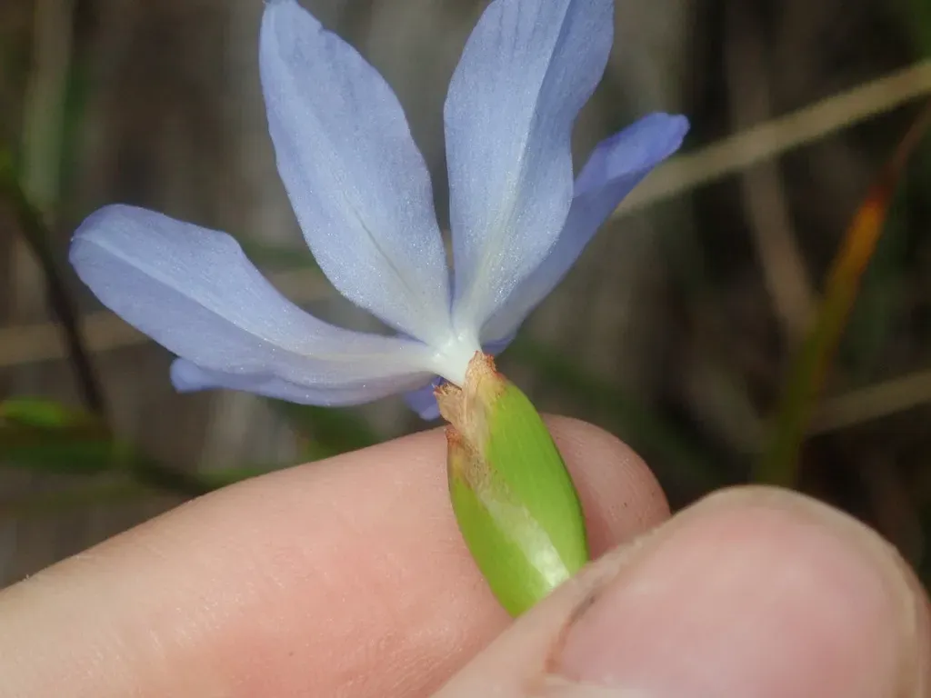 Many-spike Orthrosanthus