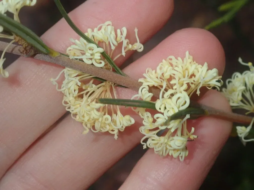 Grevillea Muelleri