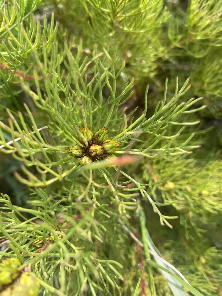 Strawberry Spiderhead