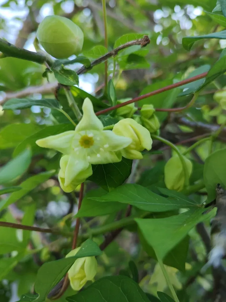 Manihot Chlorosticta