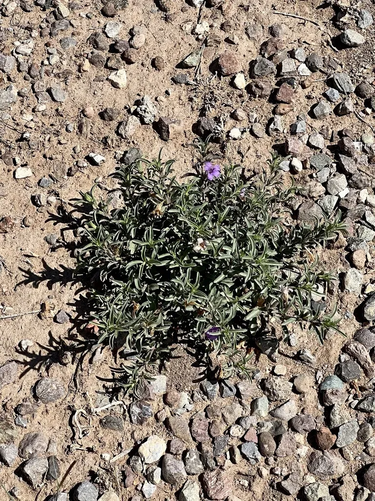 Schied's Snakeherb