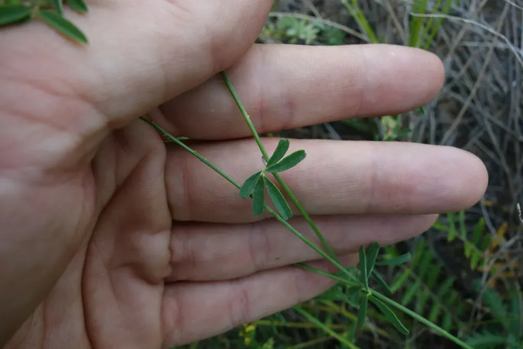 Astragalus Melilotoides