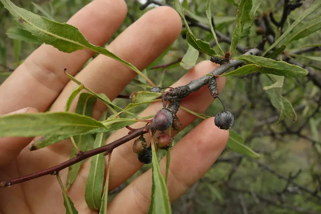 Rhamnus Erythroxylum