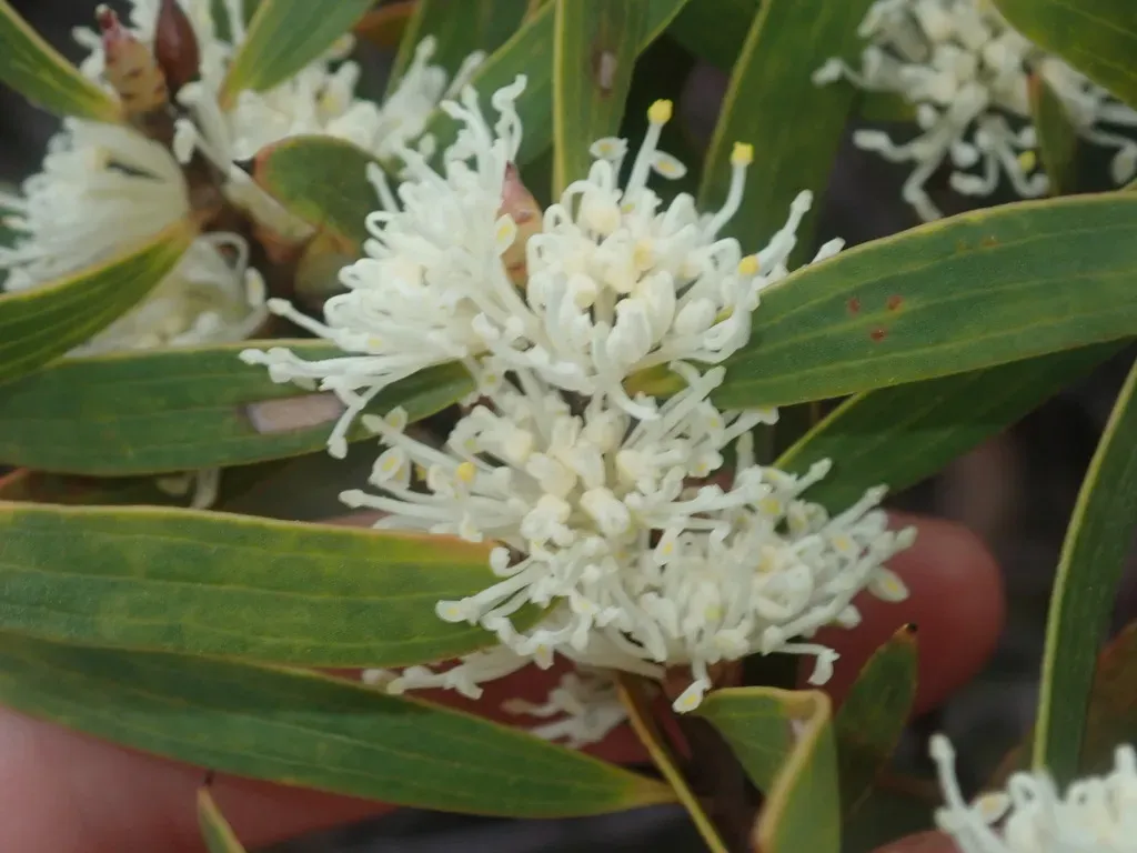 Hakea Ambigua