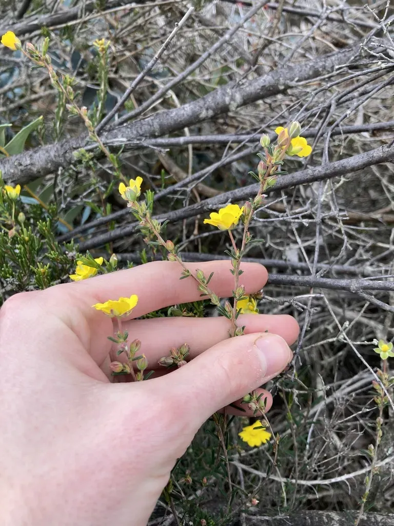 Hibbertia Lineata