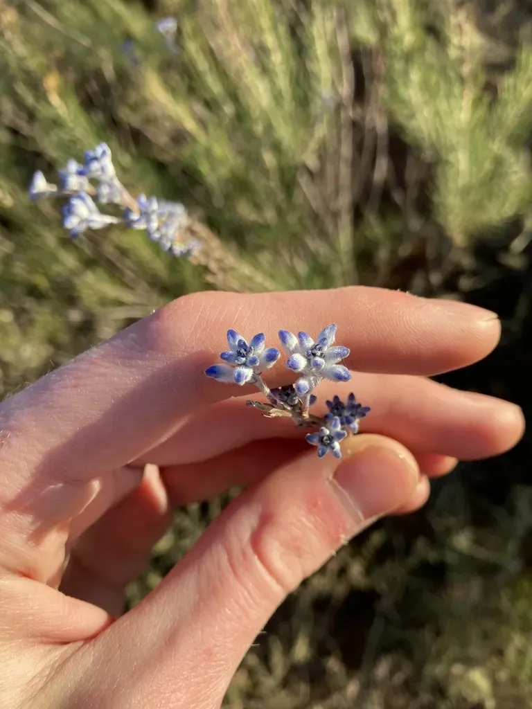 Conospermum Filifolium