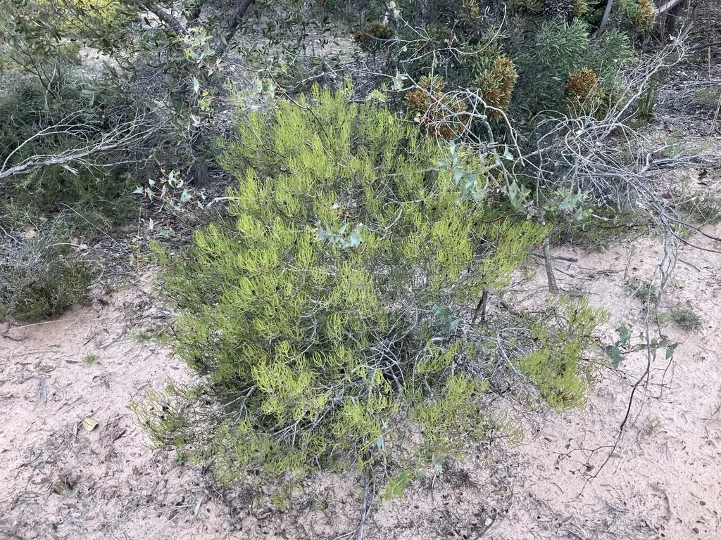 Persoonia Teretifolia