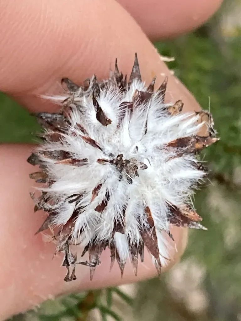 Petrophile Ericifolia