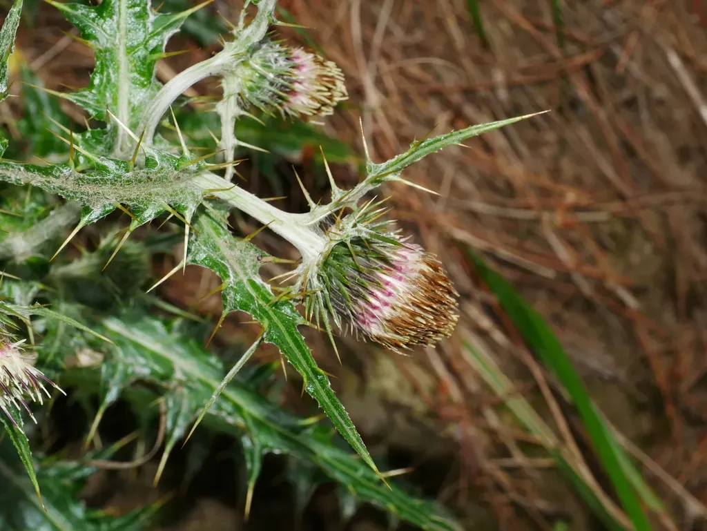Cirsium Taiwanense