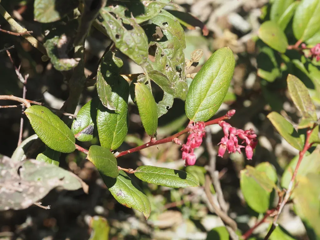 Gaultheria Serrata