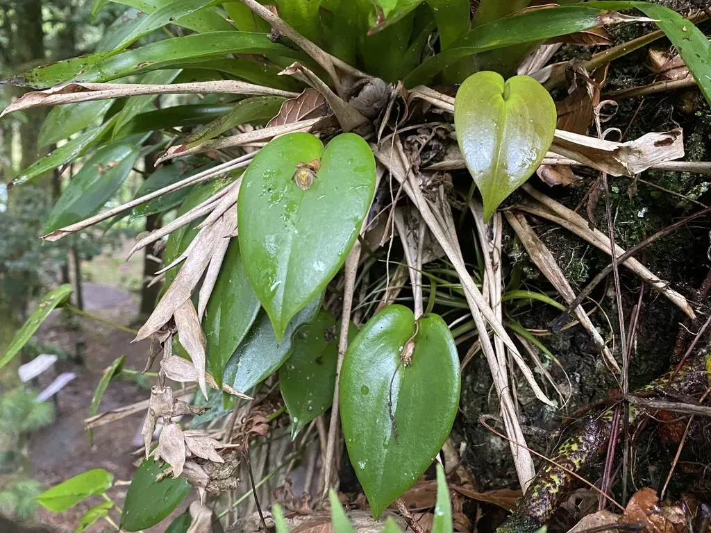 Pleurothallis Matudana