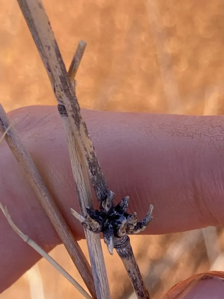 Eragrostis Australasica