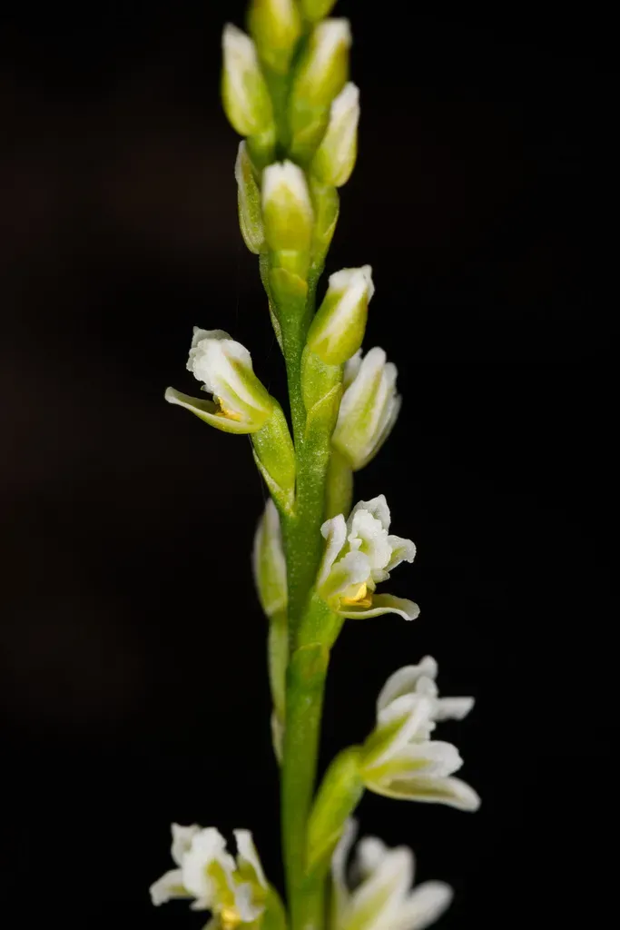 Dainty Leek Orchid