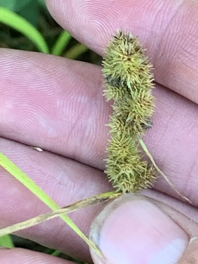 Crested Sedge