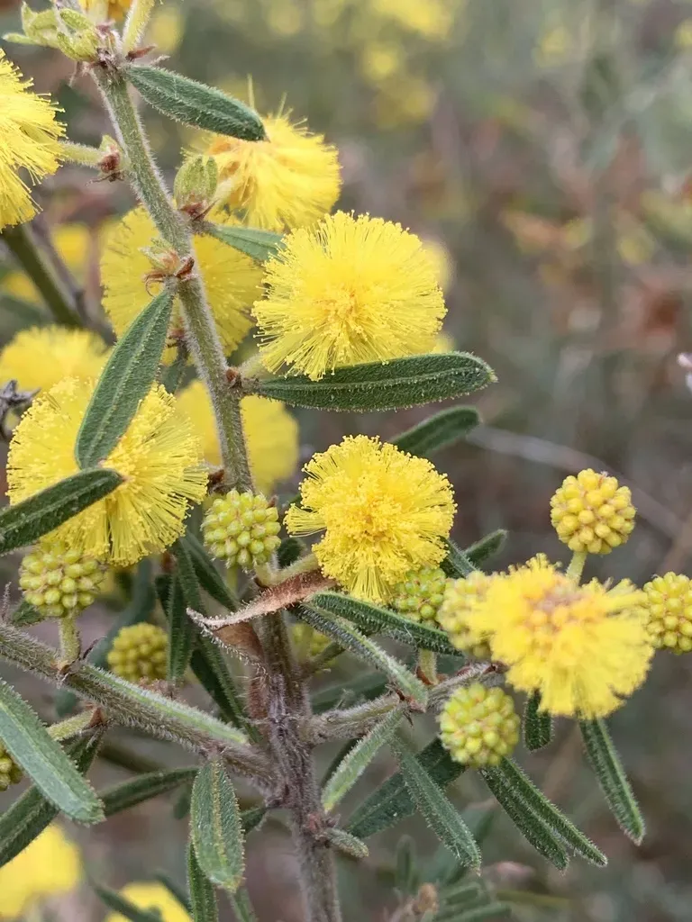 Rough Wattle