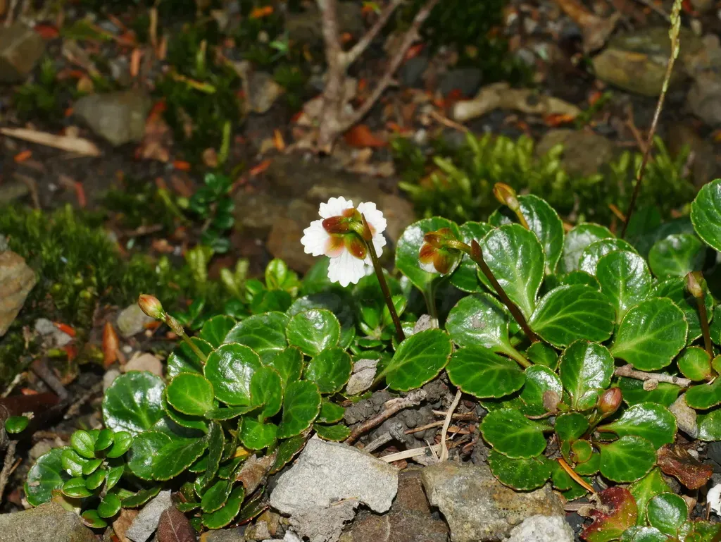 Shortia Rotundifolia
