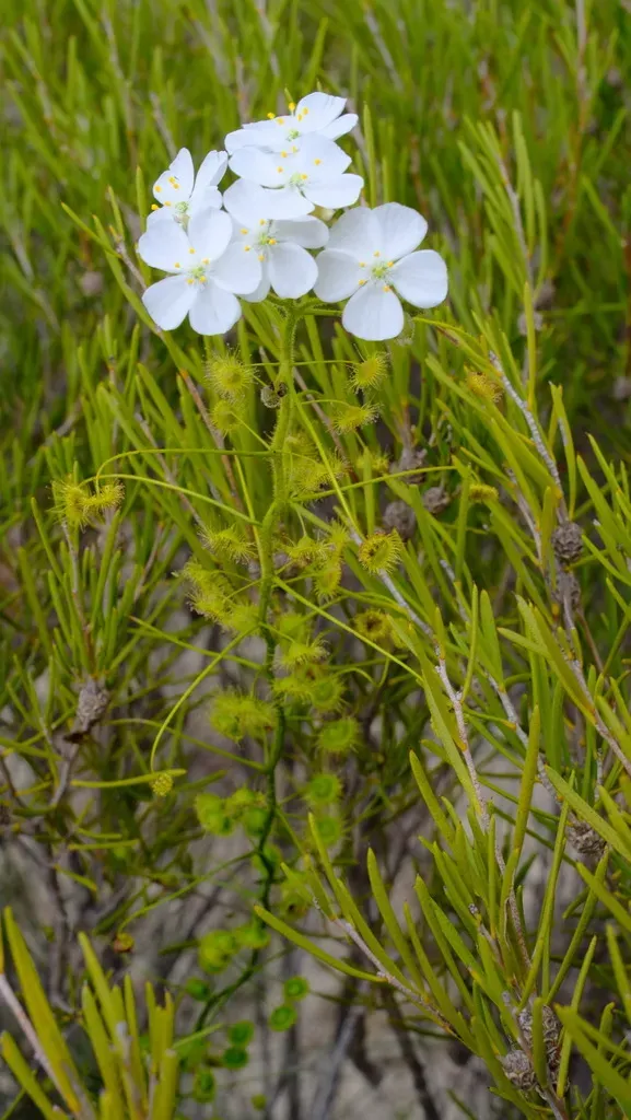 Drosera Hirsuta