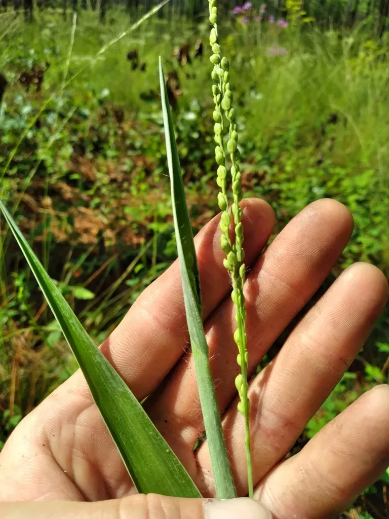 Paspalum Bifidum