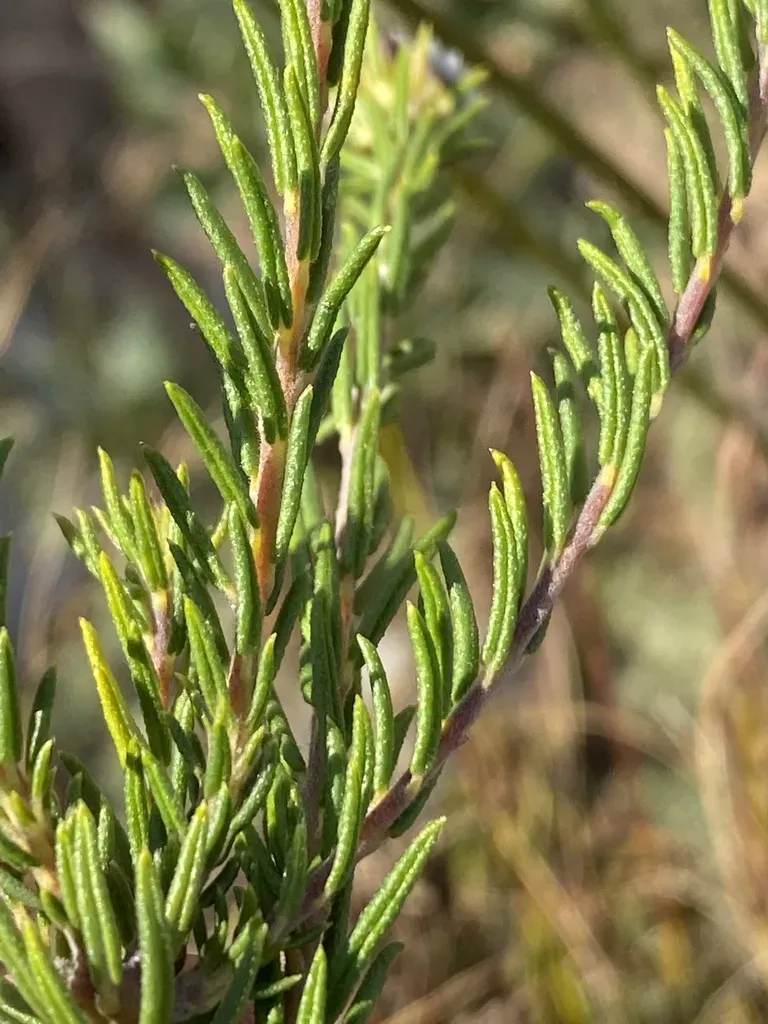 Phylica Vulgaris