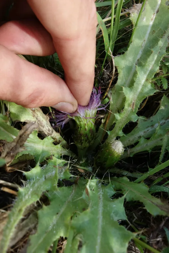 Ground Thistle