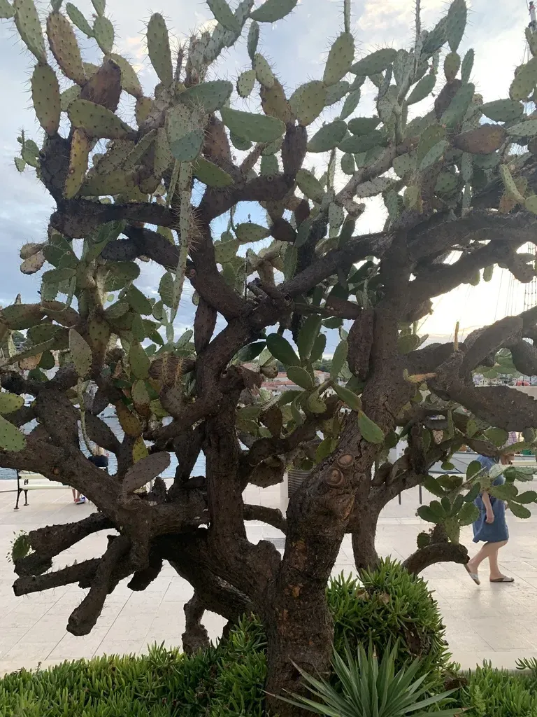 Red-flower Pricklypear