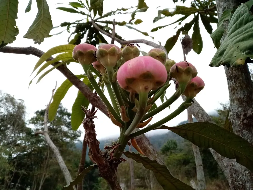 Gustavia Angustifolia
