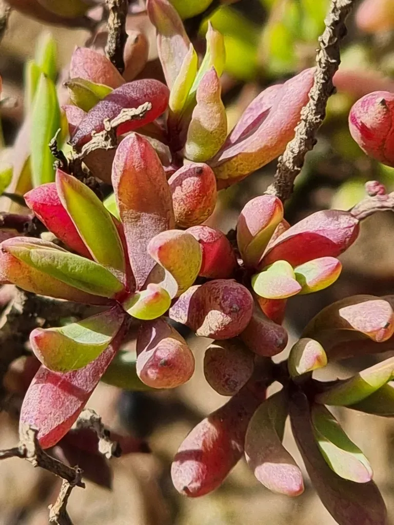 Suaeda Arbusculoides