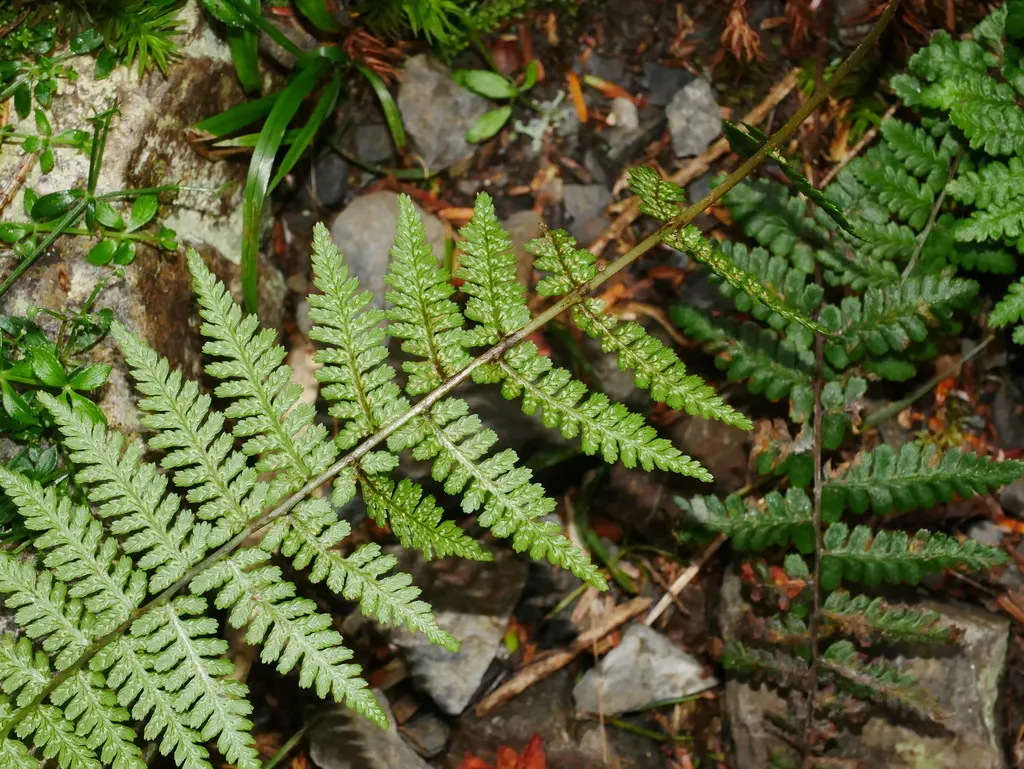 Athyrium Reflexipinnum