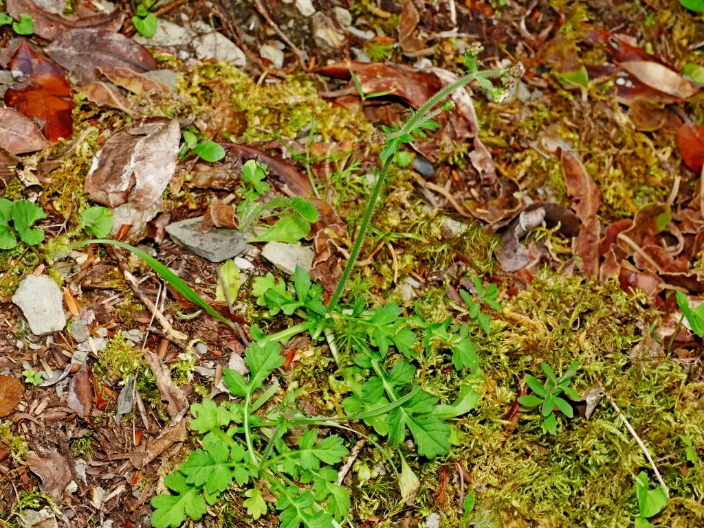 Triplostegia Glandulifera