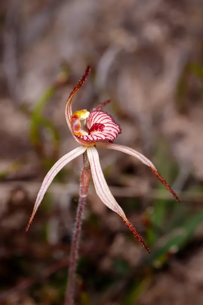Caladenia × Ericksoniae