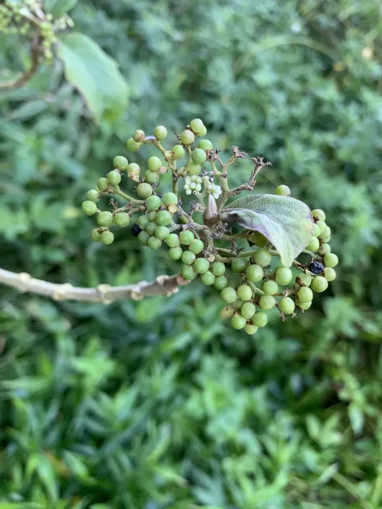 Callicarpa Subpubescens