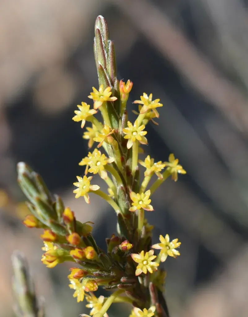 Kleinkaroo Capespray