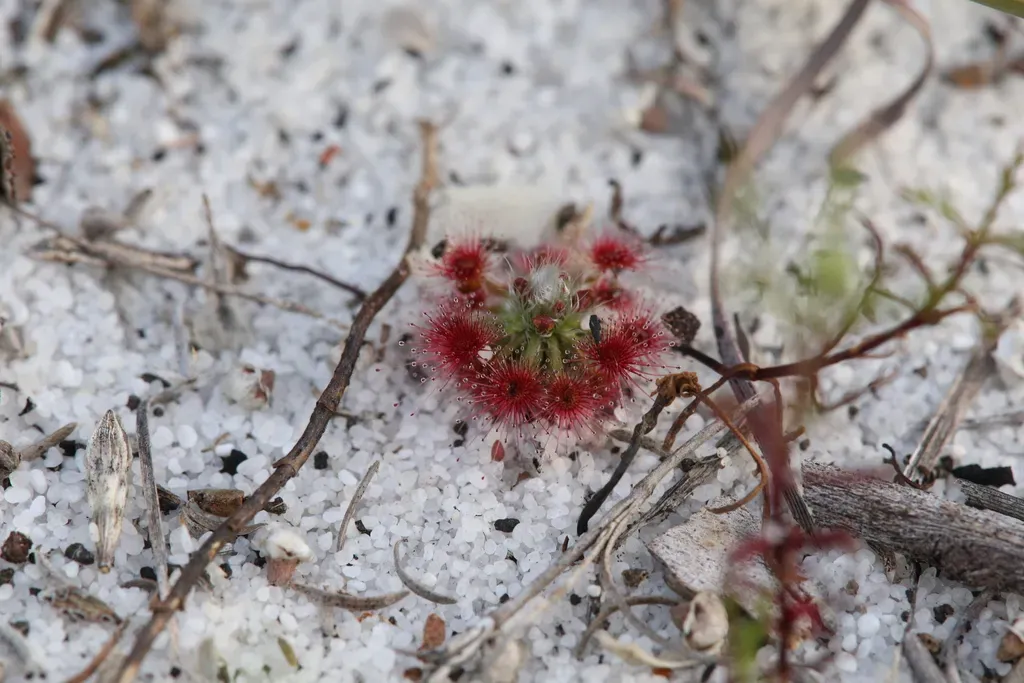 Drosera Micrantha