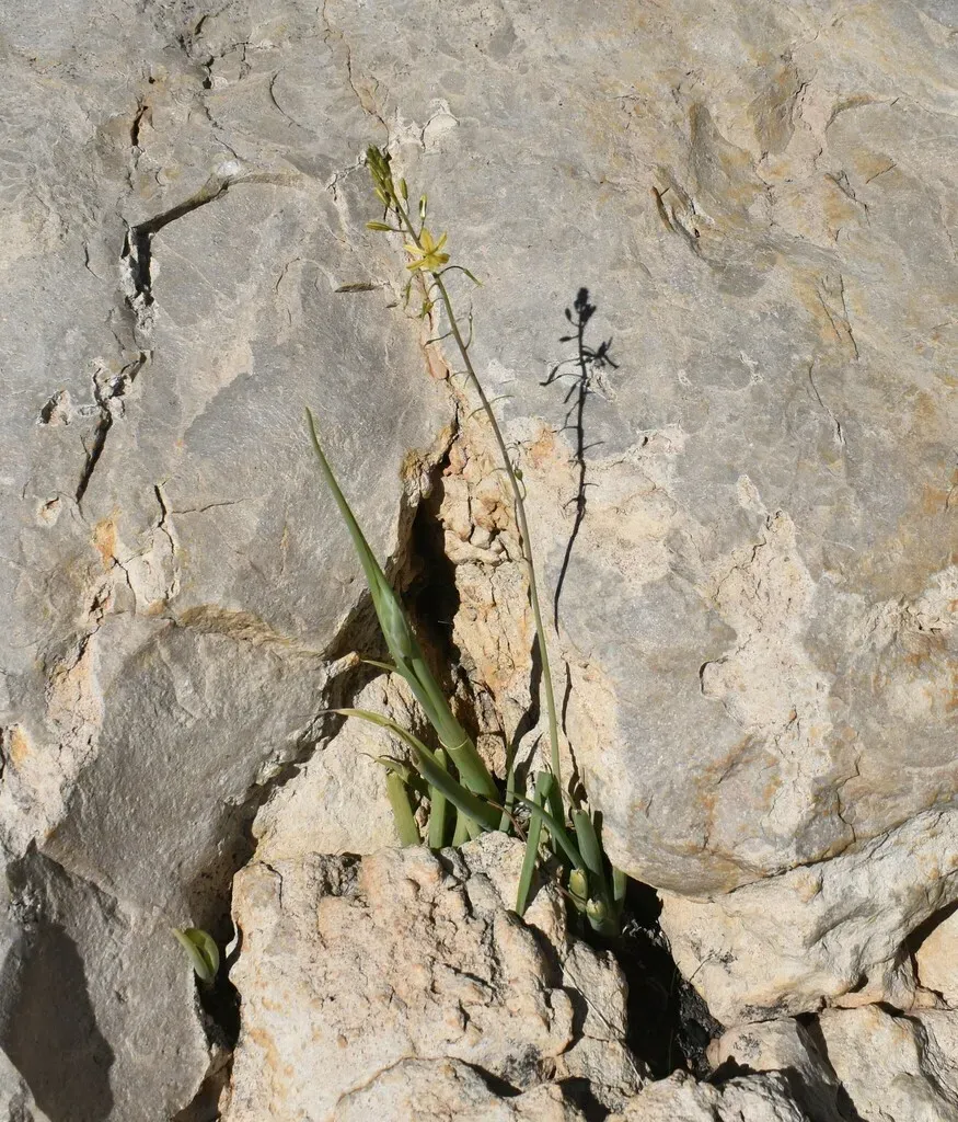 Bulbine Foleyi