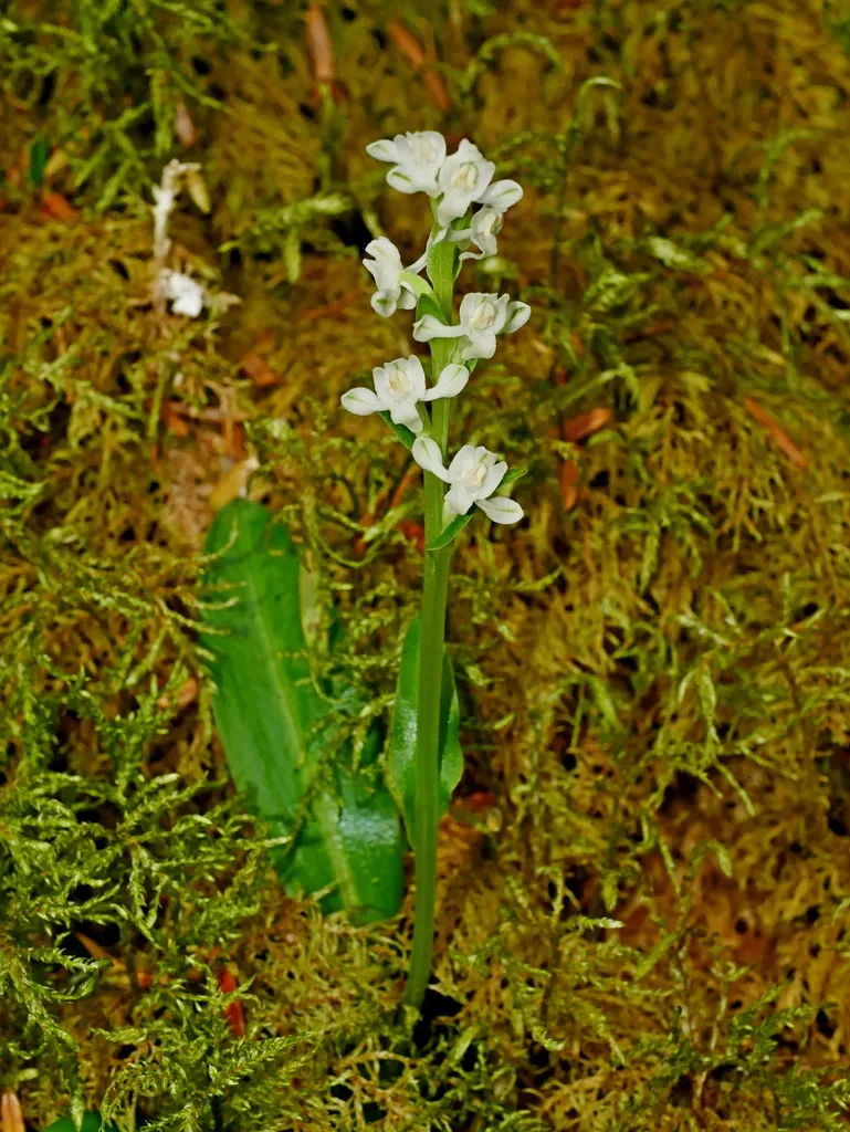 Short-spurred Rein Orchid