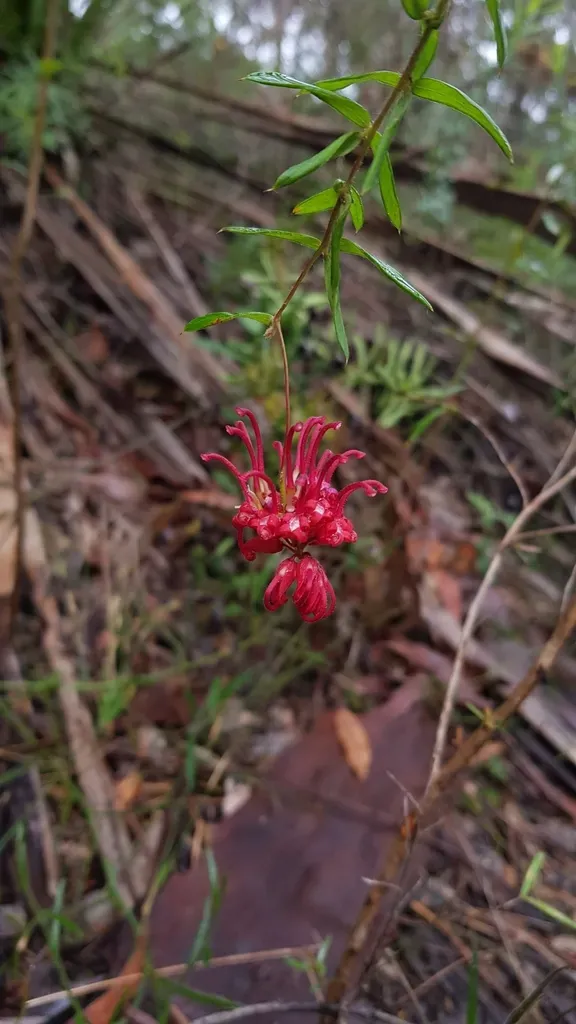 Grevillea Oldei