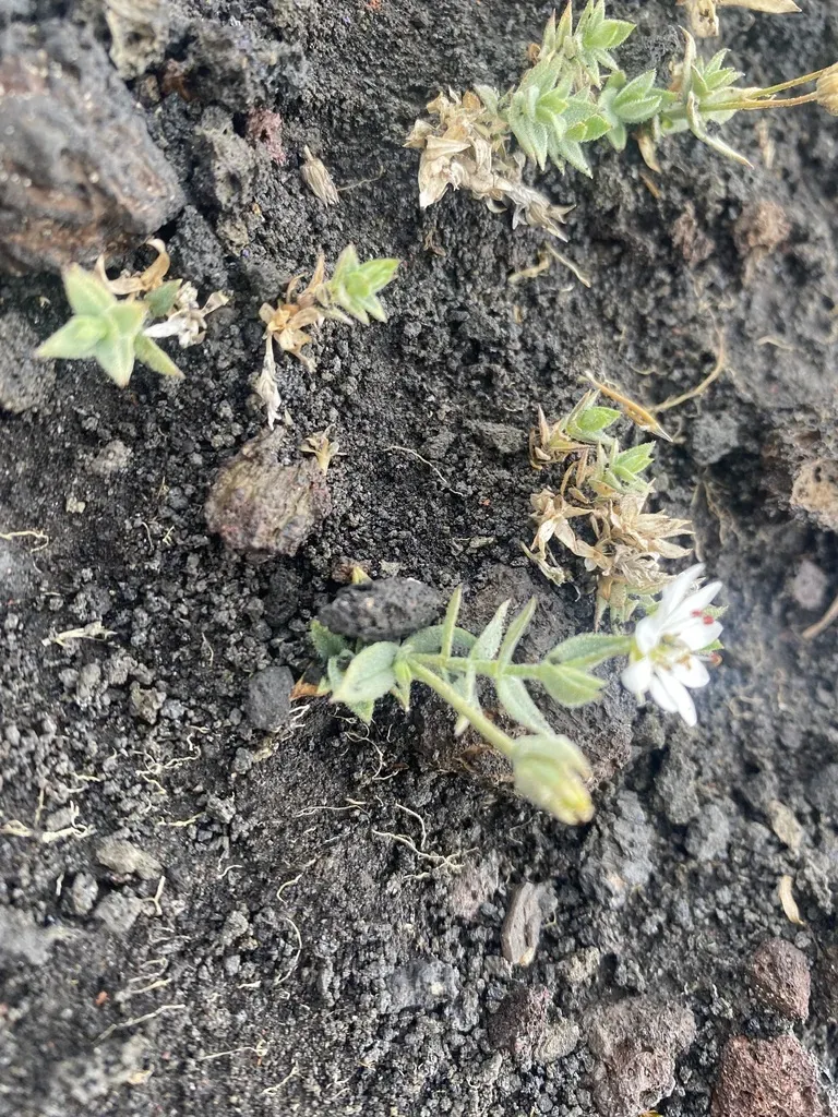 Stellaria Eschscholtziana