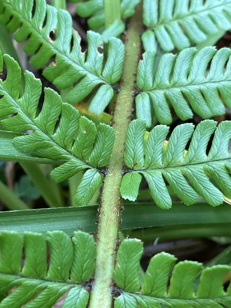 Dryopteris Pseudodisjuncta