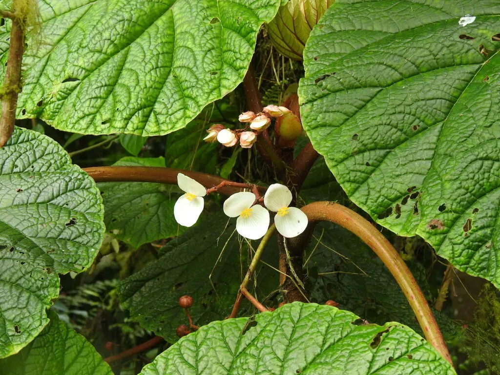 Begonia Baccata