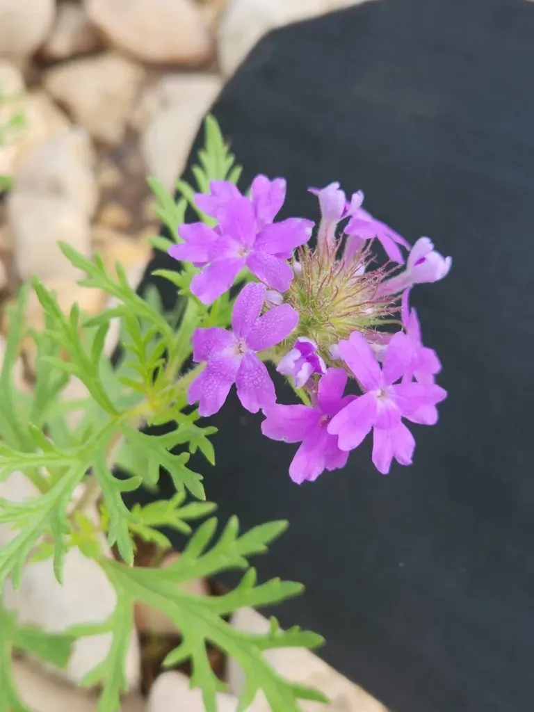 Prairie Verbena