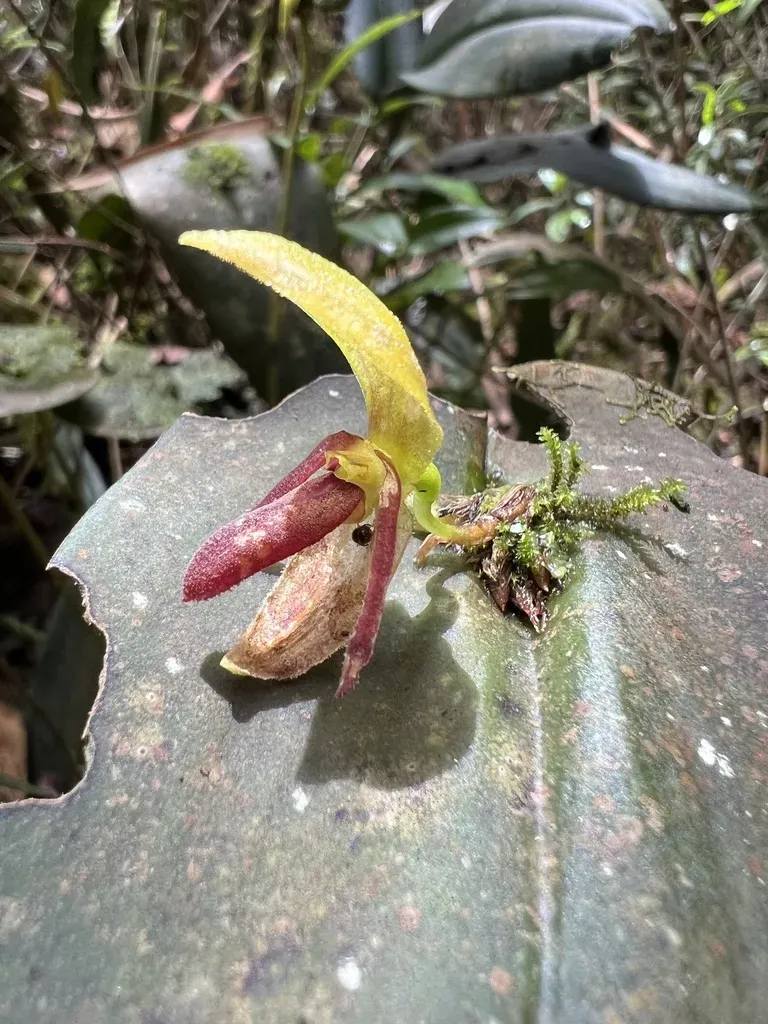 Pleurothallis Adonis