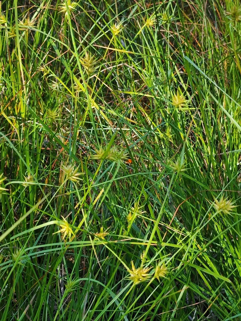 Michaux's Sedge