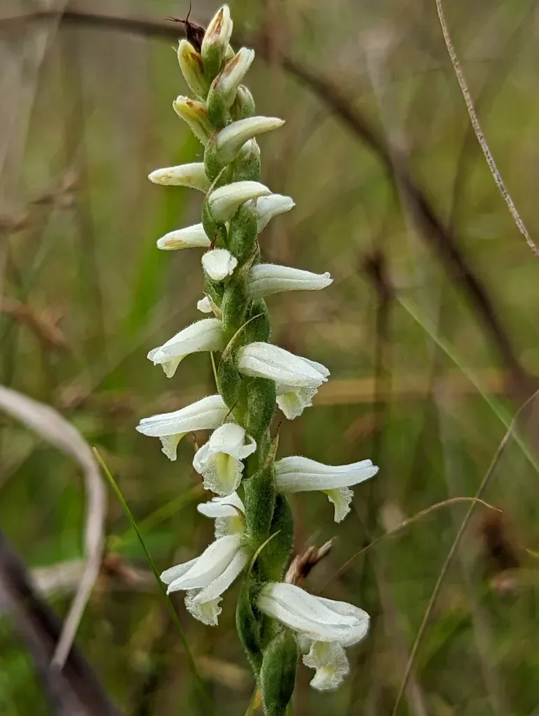 Great Plains Lady's-tresses