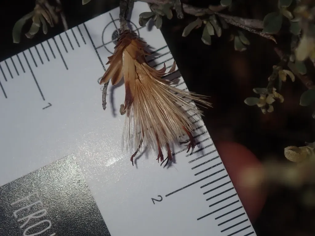 Cratystylis Subspinescens