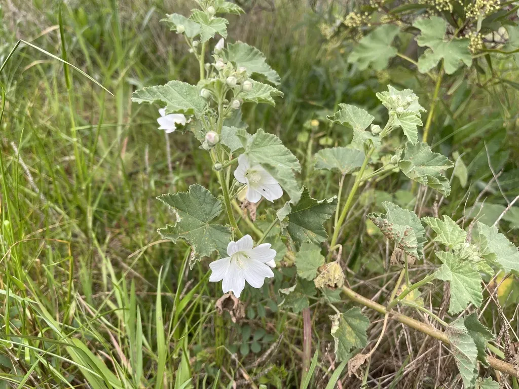Australian Hollyhock