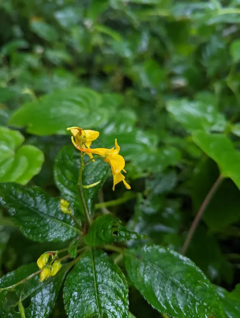 Impatiens Longiloba