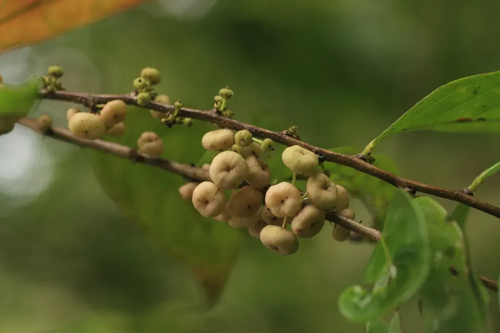Assam Leaf-flower