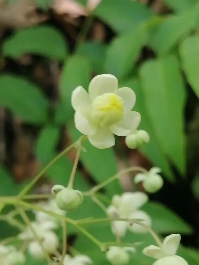 Berberis Hartwegii