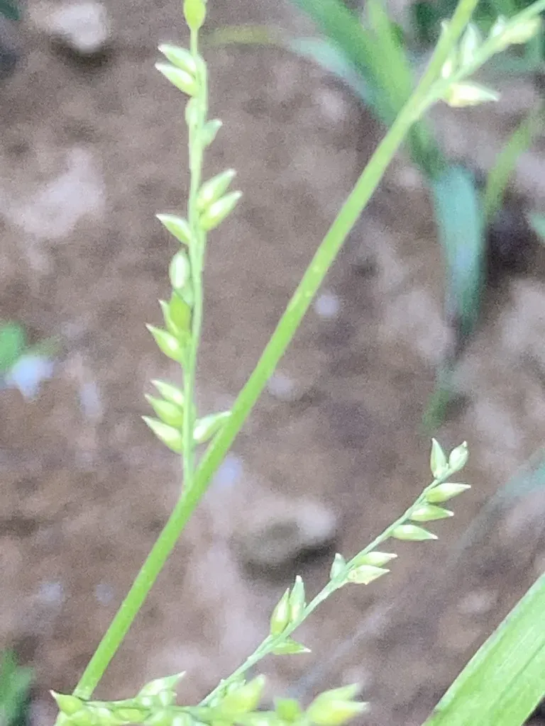 Beaked Panicgrass